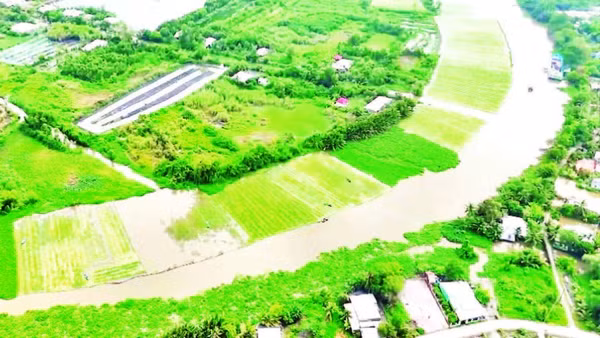 Màu xanh của các loại cây rau, trong đó có lục bình bên dòng sông Cái Lớn, đoạn qua TP Cần Thơ.