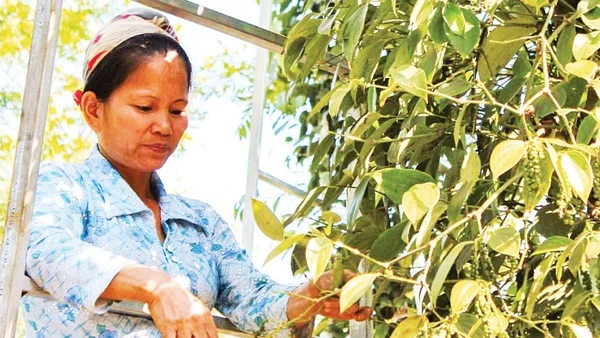 Nông dân tỉnh Đắk Lắk thu hoạch hồ tiêu. (Ảnh: HÀ THẮNG)