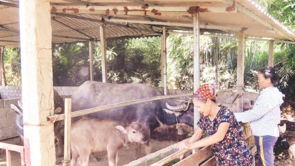 Gia đình bà Nông Thị Hằng, thôn Phục Hưng, xã Lương Thiện, huyện Sơn Dương phát triển nuôi trâu sinh sản từ nguồn vốn vay của Ngân hàng Chính sách xã hội.