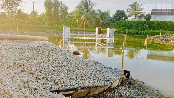 Nước xi-măng và nước bẩn gây ô nhiễm diện tích nuôi tôm của người dân, làm tôm thẻ nuôi bán công nghiệp bị chết. (Ảnh: TRỌNG DUY)