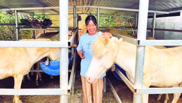Chăn nuôi ngựa bạch mang lại sinh kế bền vững cho nhiều hộ gia đình ở xã Thống Nhất.