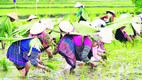 1. Đội thi của các thôn tham gia thi cấy.