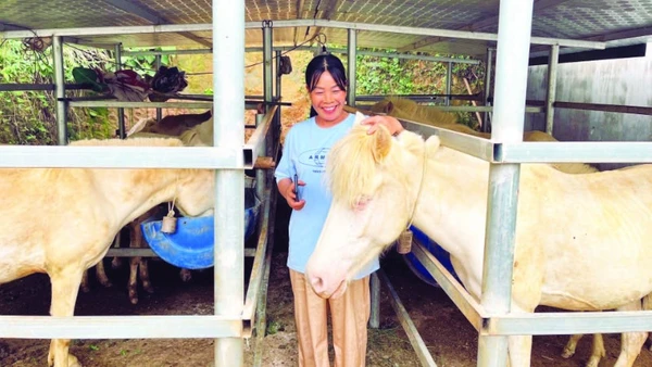 Chăn nuôi ngựa bạch mang lại sinh kế bền vững cho nhiều hộ gia đình ở xã Thống Nhất.