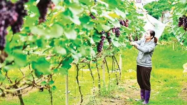 Vườn nho hạ đen tại Nam Dương, tỉnh Bắc Ninh. (Ảnh BẢO LONG)