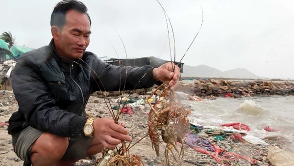 Ông Đỗ Tân Thông xót xa nhìn những con tôm hùm chết sau lũ.