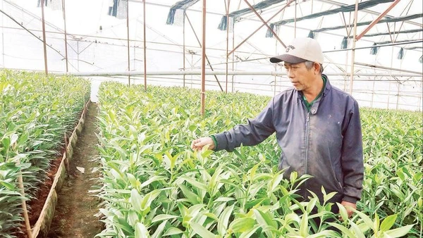 Nhà vườn tại làng hoa Thái Phiên, phường Lâm Viên-Đà Lạt chăm sóc vườn hoa lily phục vụ Tết.
