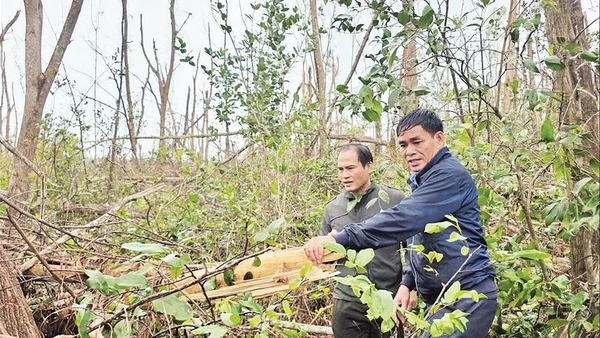Lãnh đạo Ban Quản lý rừng phòng hộ Sông Cầu kiểm tra diện tích rừng bị đổ ngã do cơn bão số 13 gây ra, đến nay vẫn chưa xử lý được.