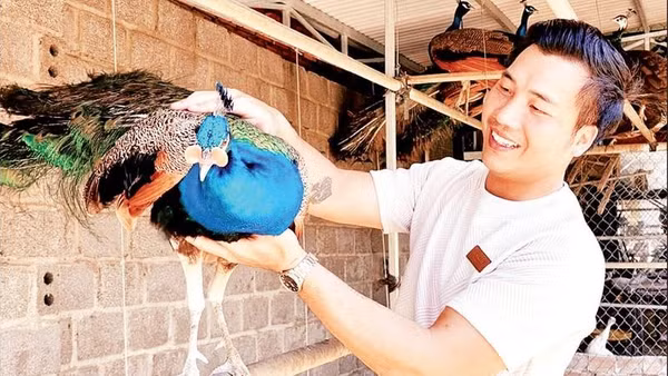 Anh Vũ Tiến Đạt bên chim công xanh trong khu chuồng nuôi.