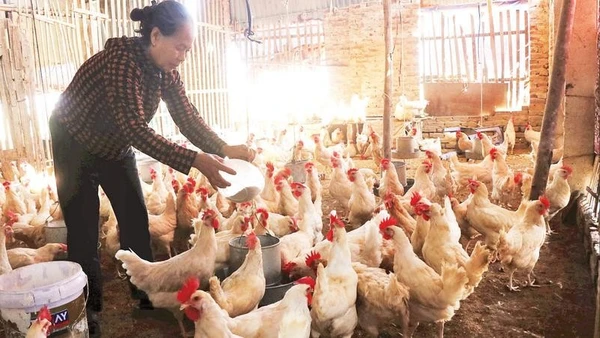 Người dân Tam Giang chăm sóc đàn gà đẻ trứng, chuẩn bị đón Tết.