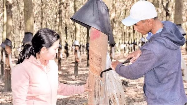 Người dân xã Đăk Rơ Wa được tập huấn kỹ thuật, giúp nâng cao năng suất cây trồng.