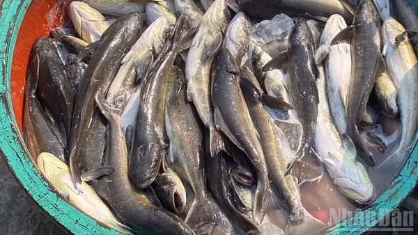 Mật độ vi khuẩn cơ hội ở mức cao là nguyên nhân chính khiến cá bớp nuôi lồng bè ở vùng biển ven bờ đặc khu Lý Sơn chết hàng loạt, gây thiệt hại nặng cho người nuôi.