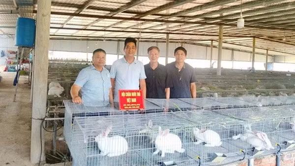 Hội Chăn nuôi Thỏ Việt Nam thăm mô hình nuôi thỏ thương phẩm của anh Phan Hồng Đức tại Đắk Lắk.