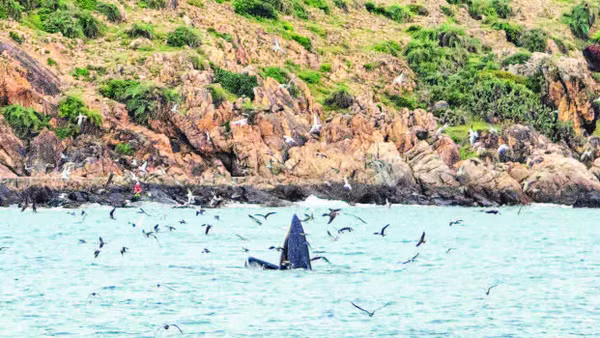1. Theo Trung tâm Bảo tồn đa dạng sinh học và loài nguy cấp (CBES), cá voi xuất hiện ở Gia Lai có tên là Bryde, thuộc loài Balaenoptera edeni. Đây là một trong những động vật biển quý hiếm.