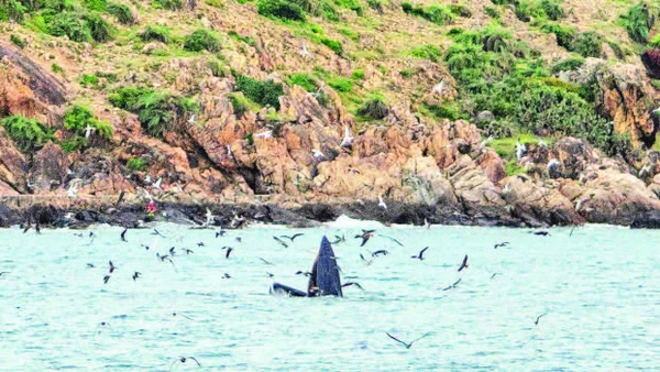 1. Theo Trung tâm Bảo tồn đa dạng sinh học và loài nguy cấp (CBES), cá voi xuất hiện ở Gia Lai có tên là Bryde, thuộc loài Balaenoptera edeni. Đây là một trong những động vật biển quý hiếm.