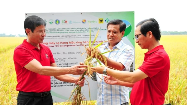 Việc áp dụng mô hình canh tác mới với ứng kỹ thuật trên cánh đồng lúa triệu ha đã giúp người nông dân thu nhiều lợi nhuận kép