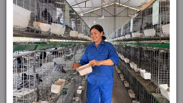 Chị Nguyễn Thị Hiền chăm sóc đàn chim bồ câu tại chuồng trại ở thông Hồng Lạc, xã Yên Thế, tỉnh Bắc Ninh