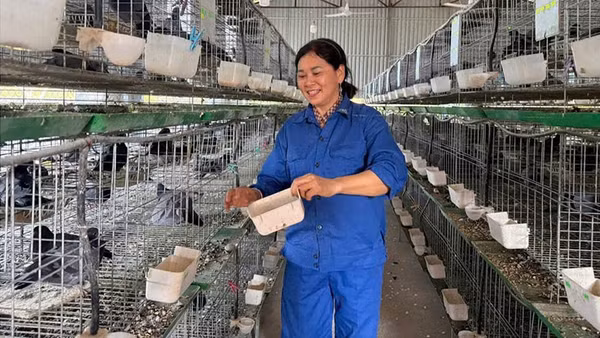 Chị Nguyễn Thị Hiền chăm sóc đàn chim bồ câu tại chuồng trại ở thông Hồng Lạc, xã Yên Thế, tỉnh Bắc Ninh