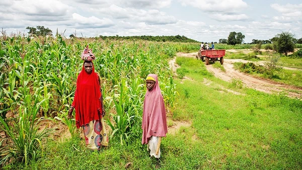 Nông dân Nigeria tìm kiếm cây trồng thích ứng biến đổi khí hậu. Ảnh: GETTYIMAGES