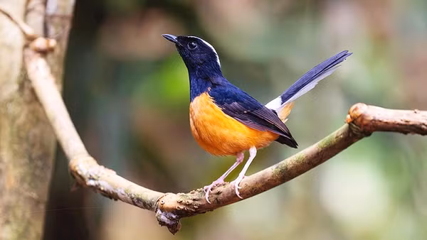 Các loài chim hoang dã quý hiếm mà tôi đã chụp ở khu vực quan sát Trusmadi. Rất nhiều loài trong số này chỉ có ở Kinabalu hoặc chỉ có ở Borneo, mà không có trong tự nhiên ở bất cứ đâu trên thế giới.