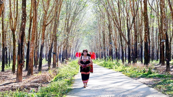 Từ sáng sớm, lúa thiêng sẽ được một phụ nữ đảm đang trong làng rước về từ rẫy để thực hiện nghi lễ cúng lúa mới.