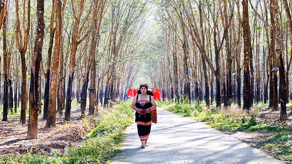 Từ sáng sớm, lúa thiêng sẽ được một phụ nữ đảm đang trong làng rước về từ rẫy để thực hiện nghi lễ cúng lúa mới.