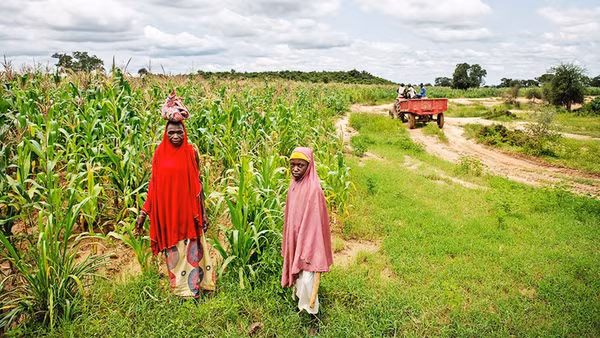 Nông dân Nigeria tìm kiếm cây trồng thích ứng biến đổi khí hậu. Ảnh: GETTYIMAGES