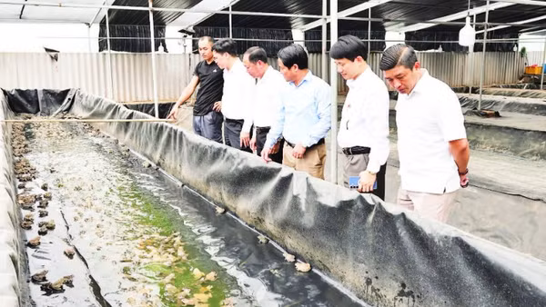 Bể nuôi ếch theo công nghệ mới của anh Trần Anh Duy, ở tổ dân phố Thống Thượng, phường Nhân Hòa.