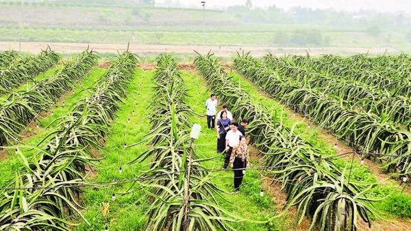 Cán bộ Chi cục Trồng trọt và Bảo vệ thực vật giám sát, hỗ trợ vùng trồng thanh long của ông Nguyễn Đắc Thành tại xã Lập Thạch.
