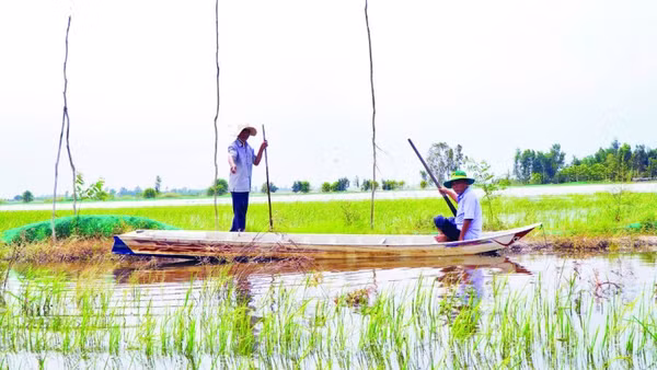 Thành viên Hợp tác xã Sản xuất nông nghiệp sinh thái Quyết Tiến kiểm tra lưới bao quanh vùng nuôi trữ cá.