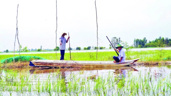 Thành viên Hợp tác xã Sản xuất nông nghiệp sinh thái Quyết Tiến kiểm tra lưới bao quanh vùng nuôi trữ cá.