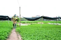 Hà Nội đang đẩy mạnh việc phát triển nguồn lương thực xanh trên toàn địa bàn thành phố