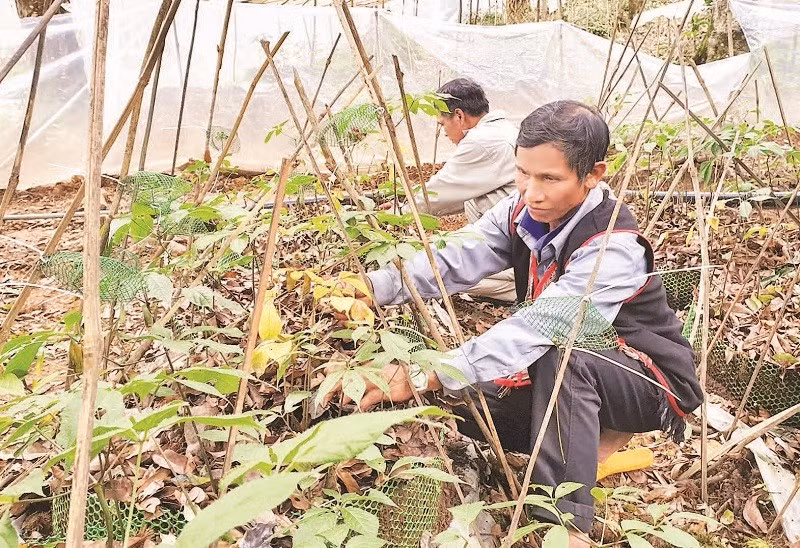 Đồng bào dân tộc thiểu số chăm sóc cây sâm Ngọc Linh.