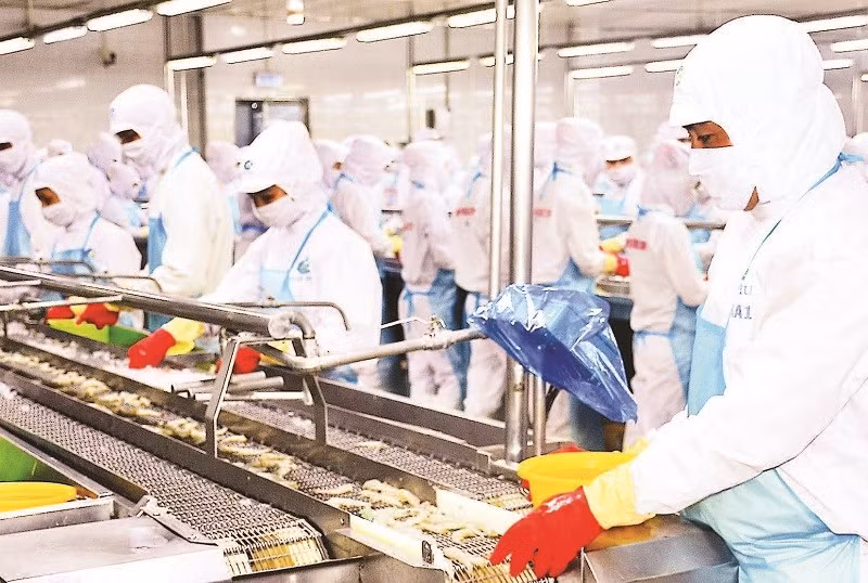 Vùng nguyên liệu dồi dào giúp Cà Mau đẩy mạnh phát triển chế biến, xuất khẩu tôm với tổng kim ngạch năm 2024 (tính cả Bạc Liêu và Cà Mau cũ) là hơn 2 tỷ USD.