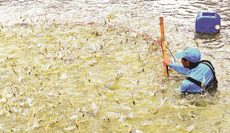 Tỉnh Cà Mau là địa phương có diện tích nuôi tôm lớn nhất cả nước. cohoi44.jpg