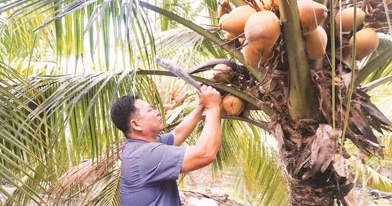 Nông dân Nguyễn Thanh Vũ bên vườn dừa hữu cơ. (Ảnh TRẦN TRUNG)