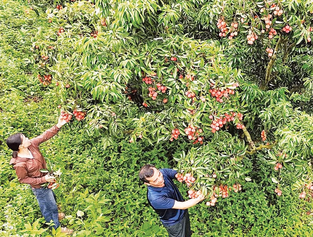 Vải thiều tại xã Tân Sơn, Bắc Ninh (Ảnh NGUYỄN HƯỞNG) 