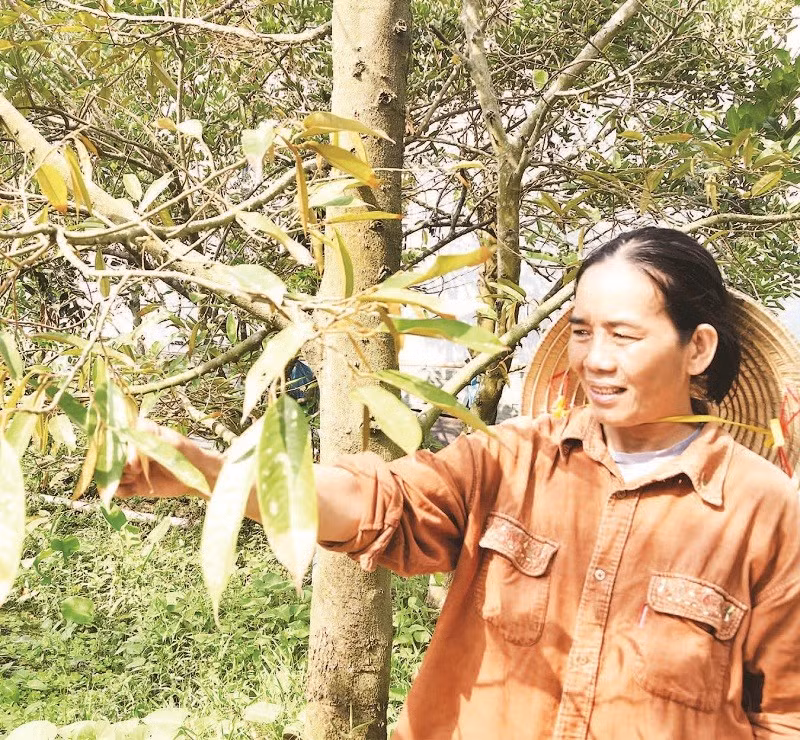 Người dân xã Cái Bè (tỉnh Đồng Tháp) chăm sóc vườn sầu riêng.