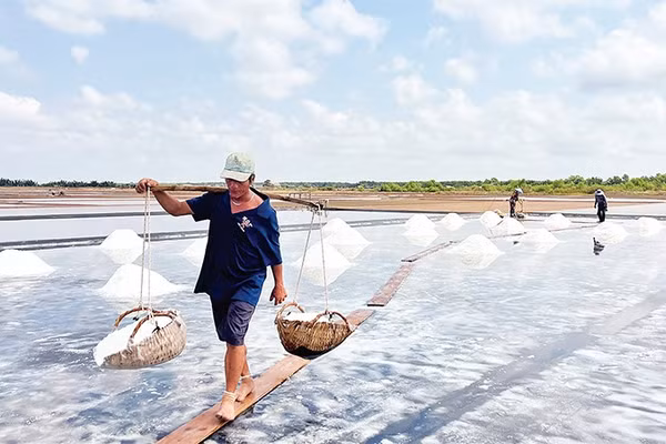 Diêm dân xã Bảo Thạnh (tỉnh Vĩnh Long) thu hoạch muối.