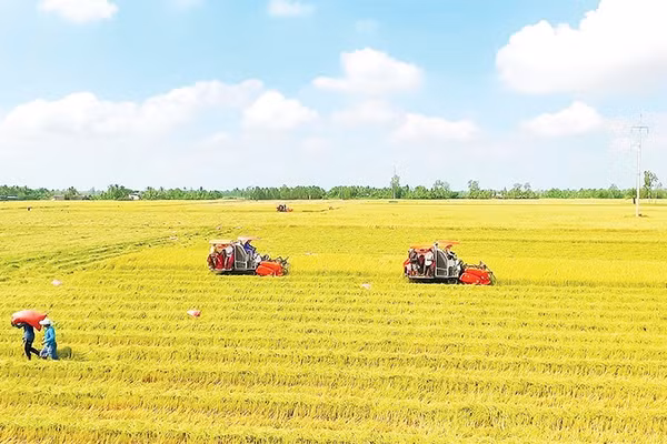 Nông dân Cần Thơ thu hoạch lúa đông xuân 2026.