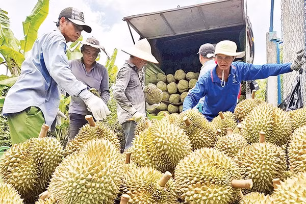 Thương lái thu mua sầu riêng của nông dân xã Mỹ Thành, tỉnh Đồng Tháp.