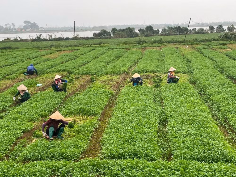 Từ ngày 1/7, chính quyền cấp xã sẽ có thẩm quyền giao, cho thuê đất đối với cá nhân, cộng đồng dân cư; cấp giấy chứng nhận quyền sử dụng đất lần đầu.