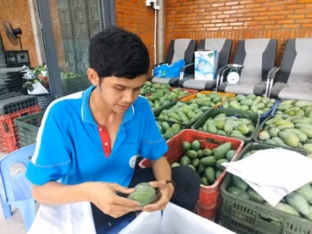 Hội viên Hợp tác xã GAP Cù Lao Giêng dán tem truy xuất nguồn gốc xoài xuất khẩu. (Ảnh: Nhân Dân)