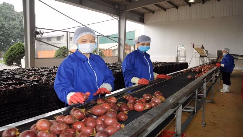 Chanh leo Việt Nam hiện đang được đẩy mạnh chế biến sâu để xuất khẩu sang Mỹ và EU. (Ảnh: THÙY ANH)