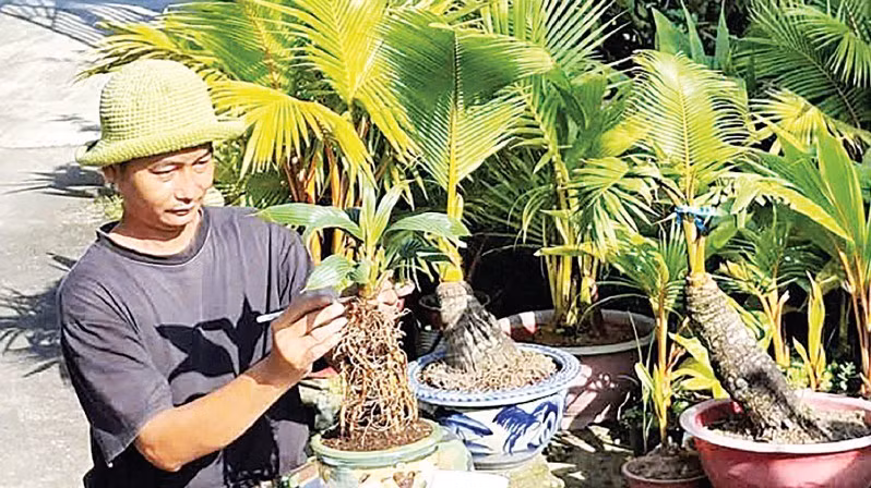Nghệ nhân Đỗ Thành Trung đã tạo ra những cây dừa bonsai độc đáo.