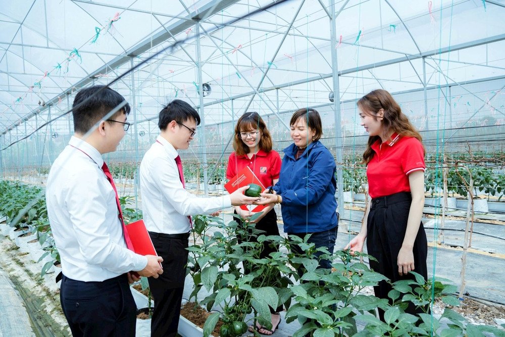 Gói vay ưu đãi về “Tín dụng xanh” khuyến khích khách hàng đầu tư nông nghiệp công nghệ cao. (Ảnh KHẢI CA)