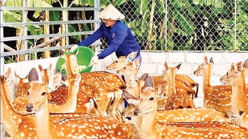 Mô hình khởi nghiệp sản xuất các sản phẩm từ nhung hươu của anh Nguyễn Khắc Huân (tỉnh Hà Tĩnh).