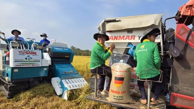 Công nghệ góp phần nâng cao chuỗi giá trị 1 triệu ha lúa phát thải thấp.