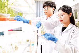 Nghiên cứu sinh Viện Di truyền Nông nghiệp kiểm tra mẫu cây trồng. (Ảnh: THẾ ĐẠI)