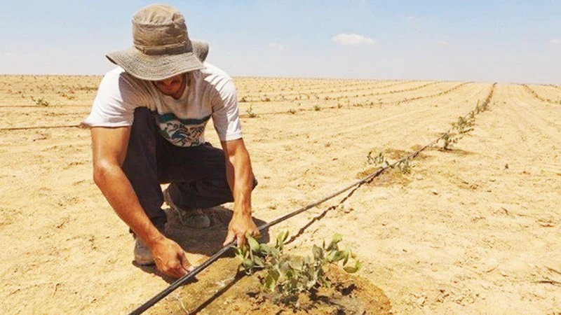 Israel Biến Sa Mạc Thành Đất Nông Nghiệp Nhờ Công Nghệ Tiên Tiến