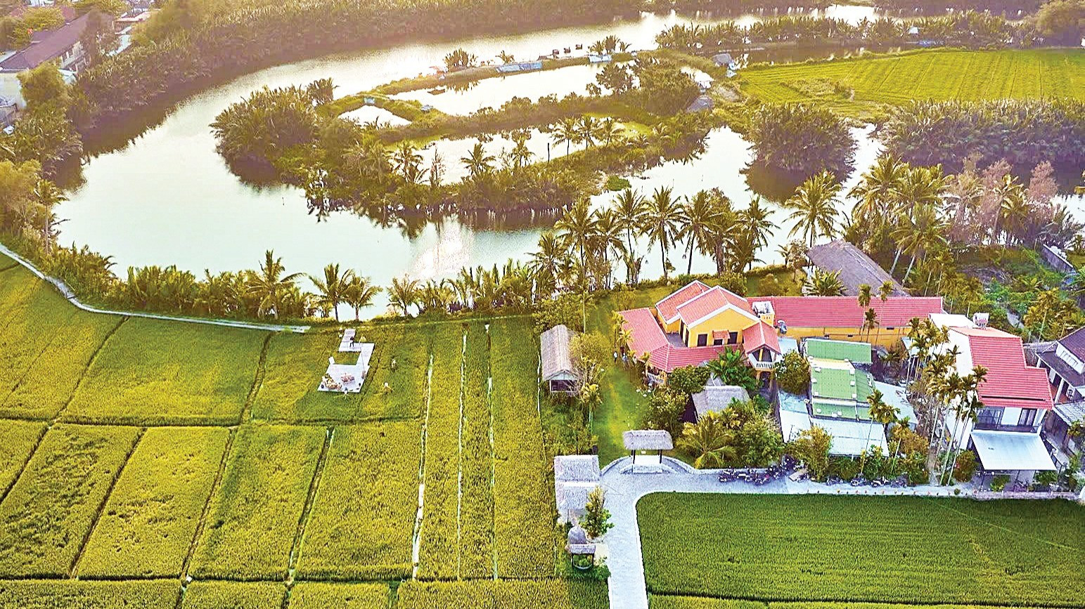 Đồng lúa xanh rì, nơi anh Thanh cùng bà con nông dân tạo nên trải nghiệm độc đáo cho thực khách. (Ảnh: NVCC)